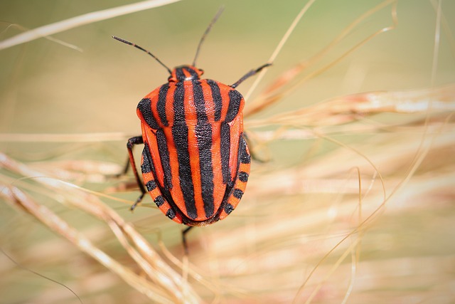 european stripe bug 7370216 640