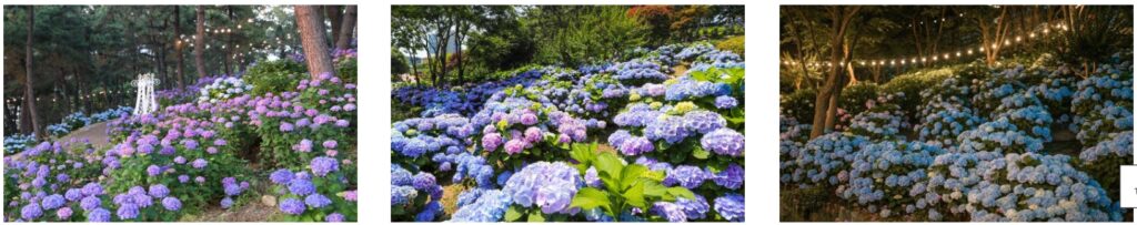 울산장생포수국축제6