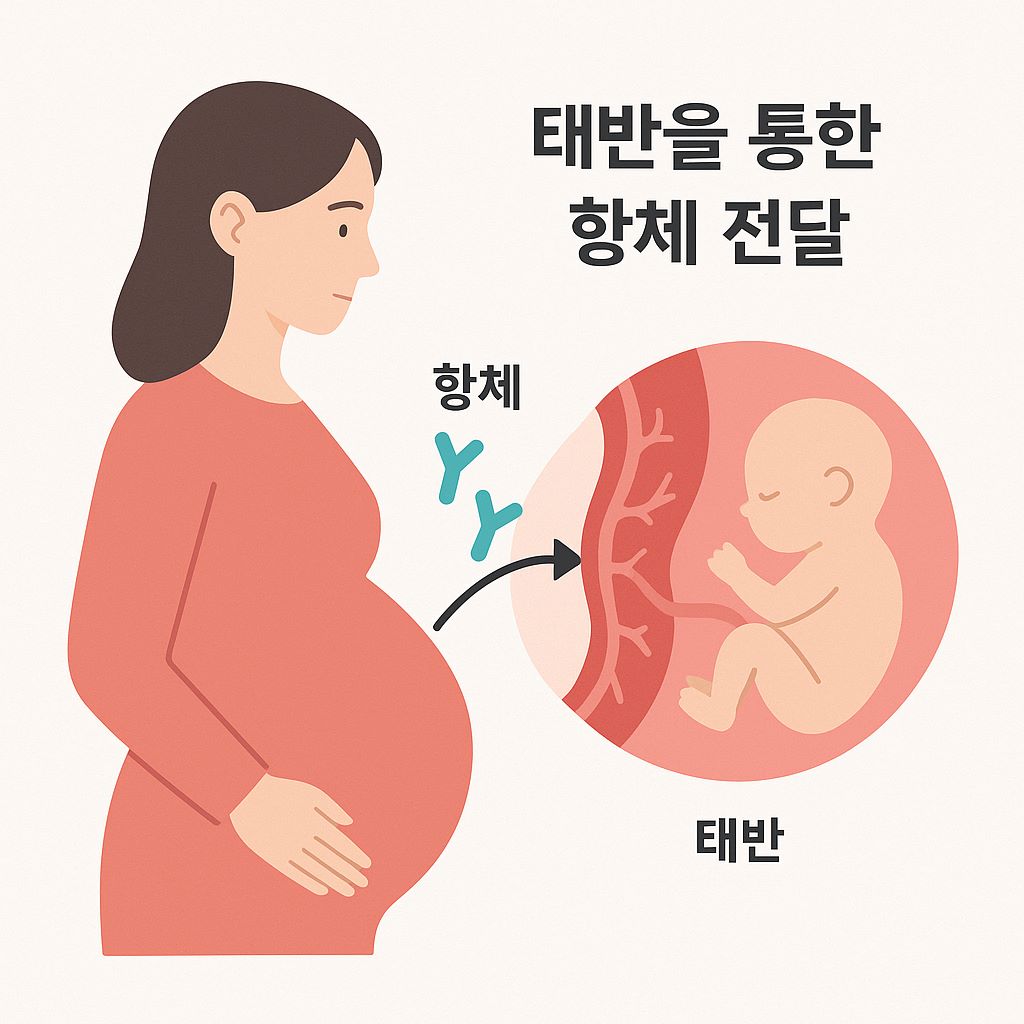 태반을 통한 항체 전달