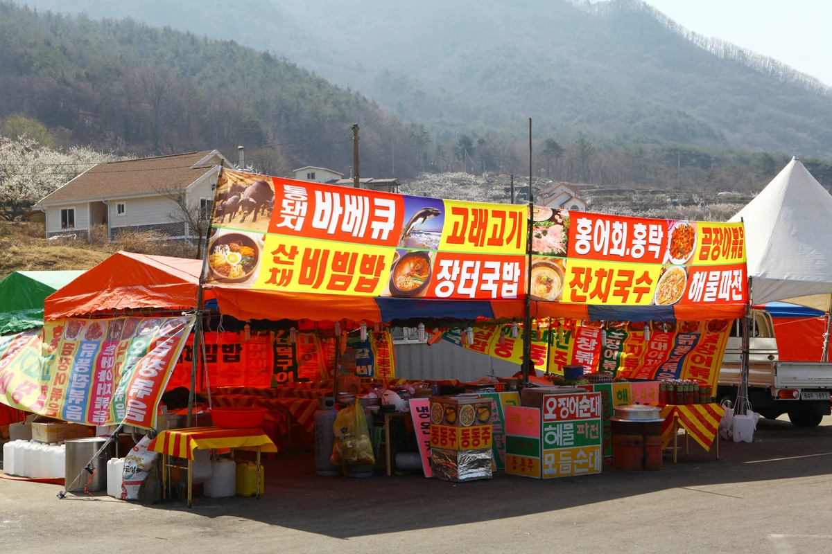 양산 원동 매화마을 - 3월 부산 매화축제 여행