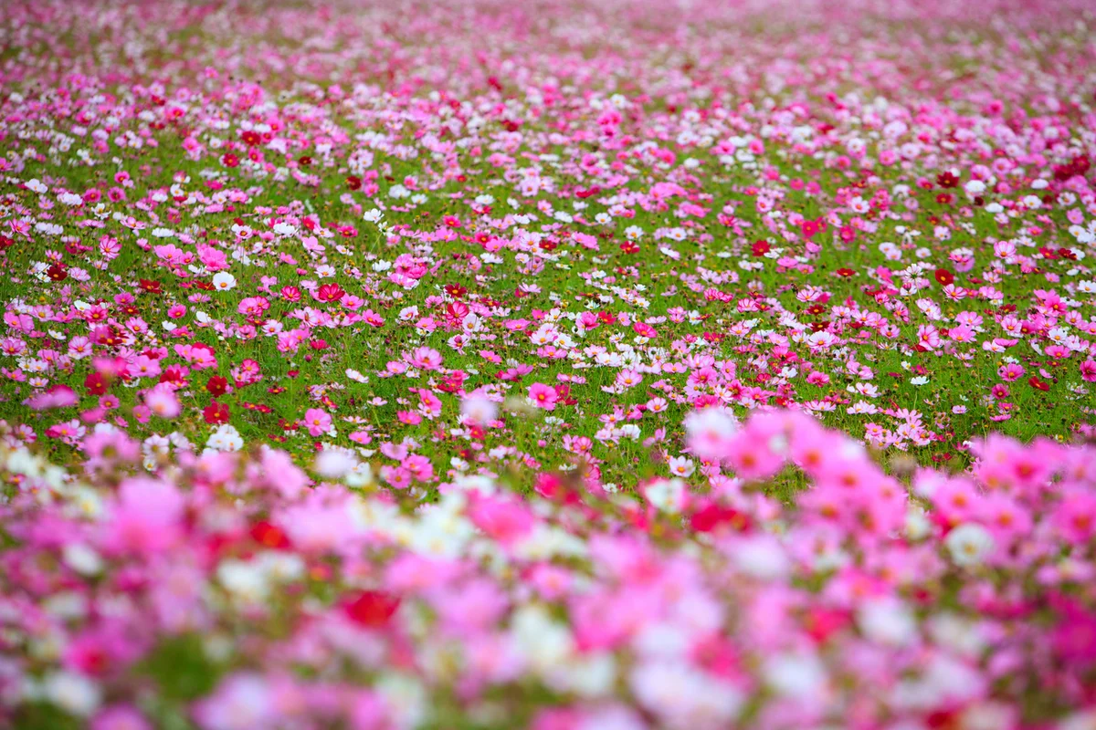 강릉 가을 카페 (출처 : 한국관광공사)