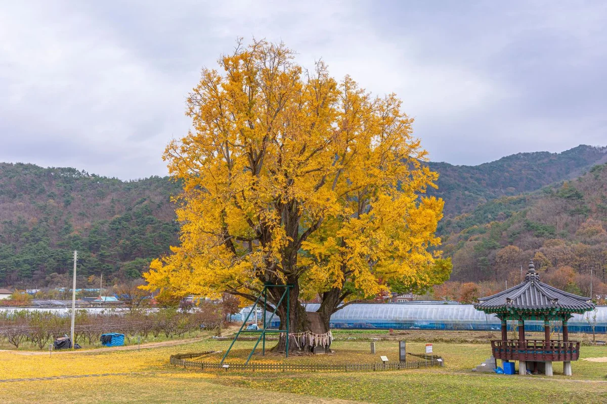 금산군 나들이 (출처 : 한국관광공사)