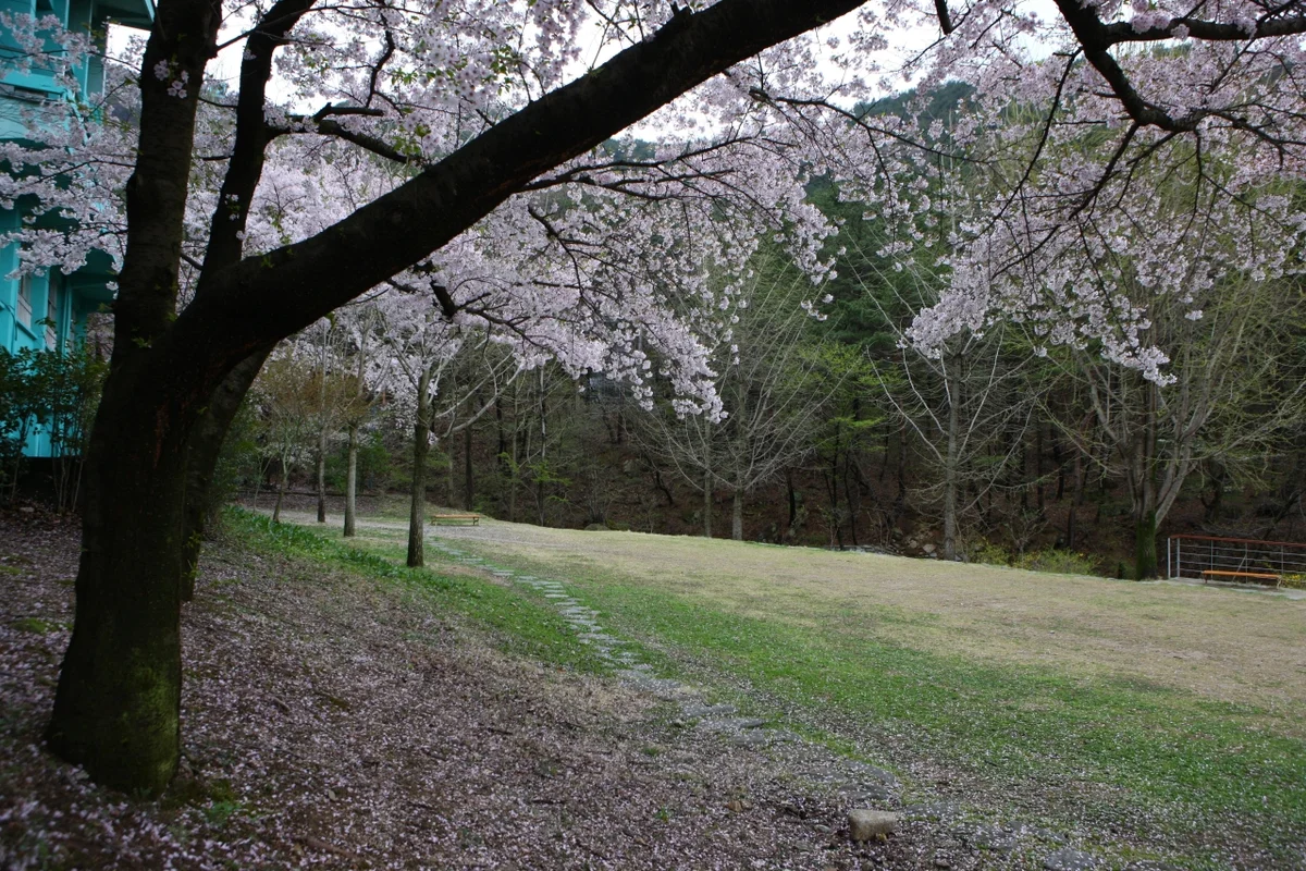앞산 봄꽃 산책 (출처 : 한국관광공사)
