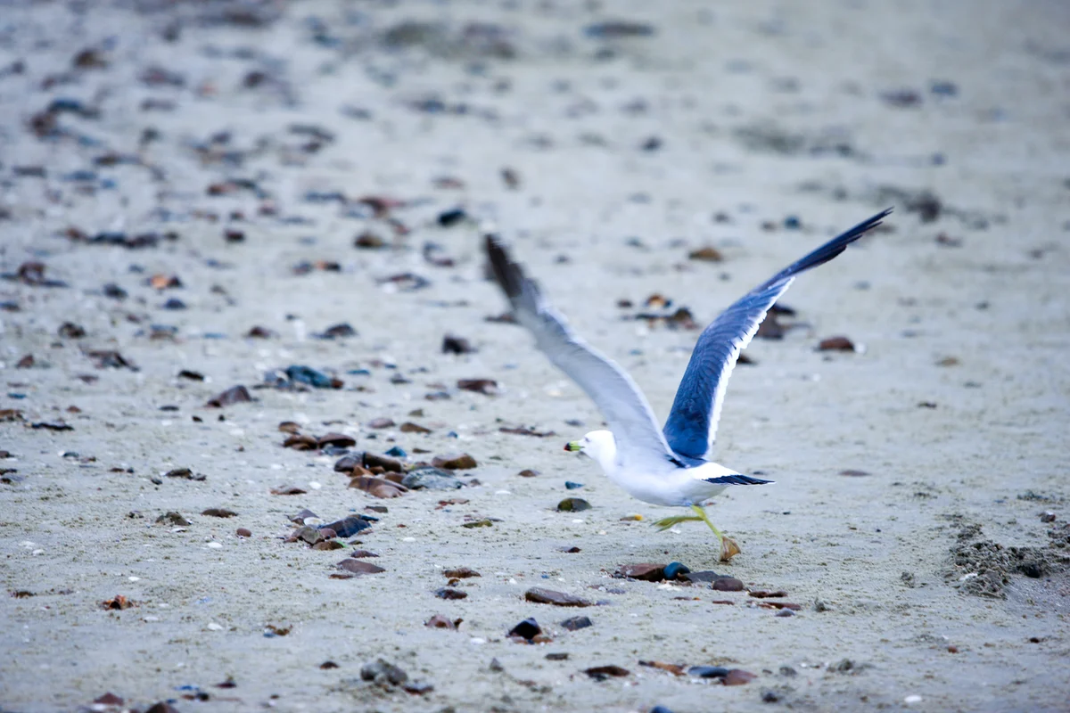 안면도 호텔 추천의 중심, 꽃지해수욕장 - 안면도호텔 여행