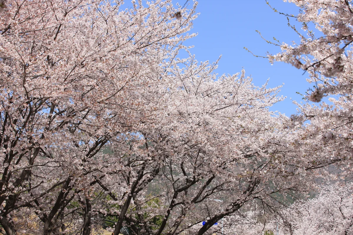 진해 군항제 - 한려수도 여행