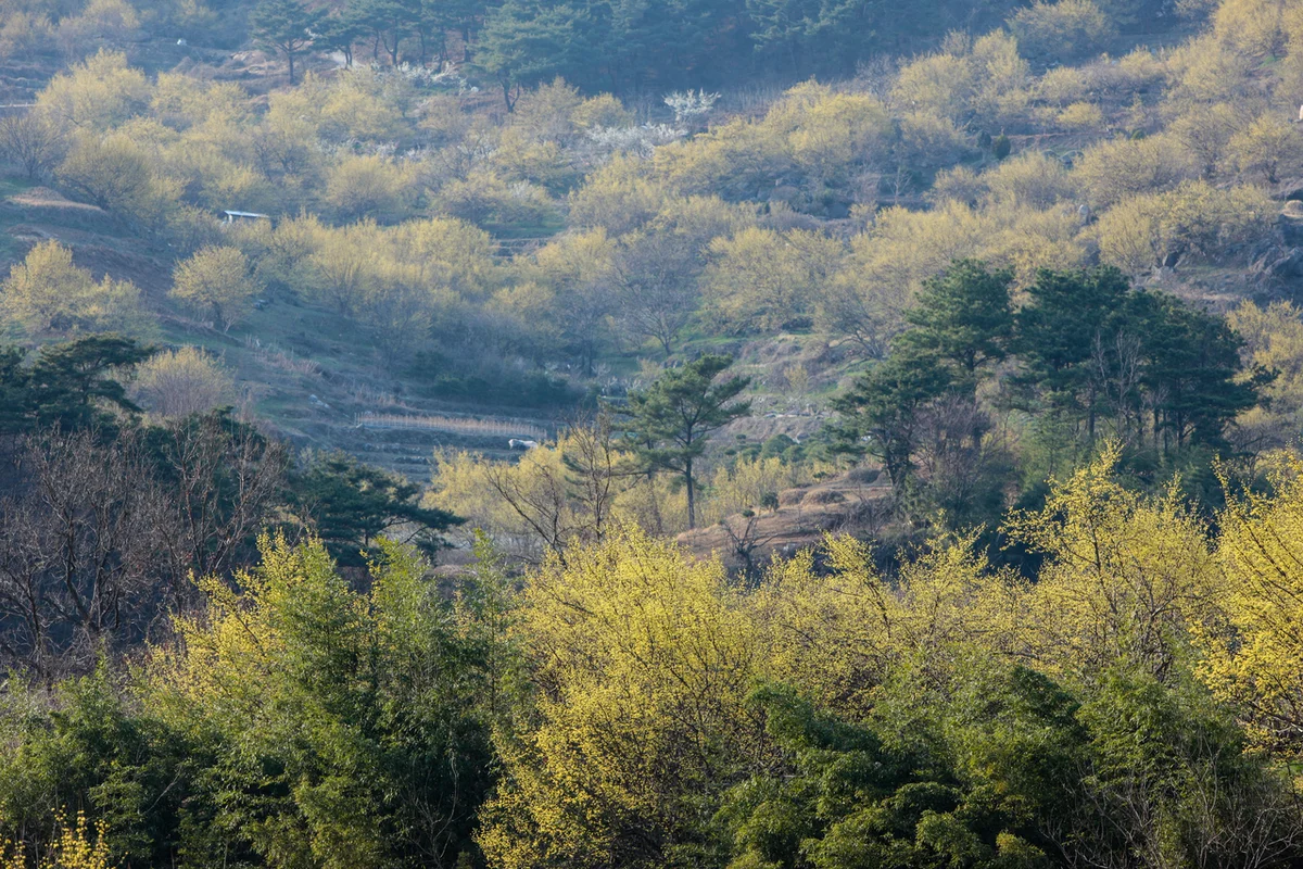 구례산수유마을 - 구례군 여행