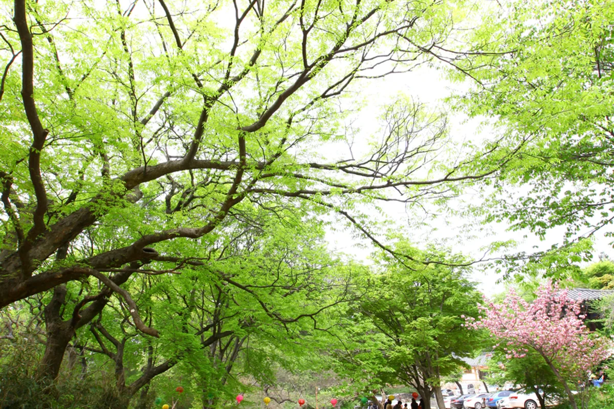 개심사 주차장 (출처 : 한국관광공사)