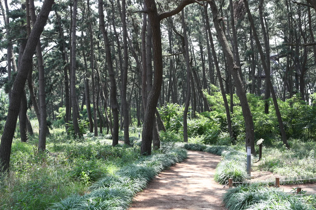 서천 가볼만한 곳: 장항스카이워크 전망대 - 서천여행 여행