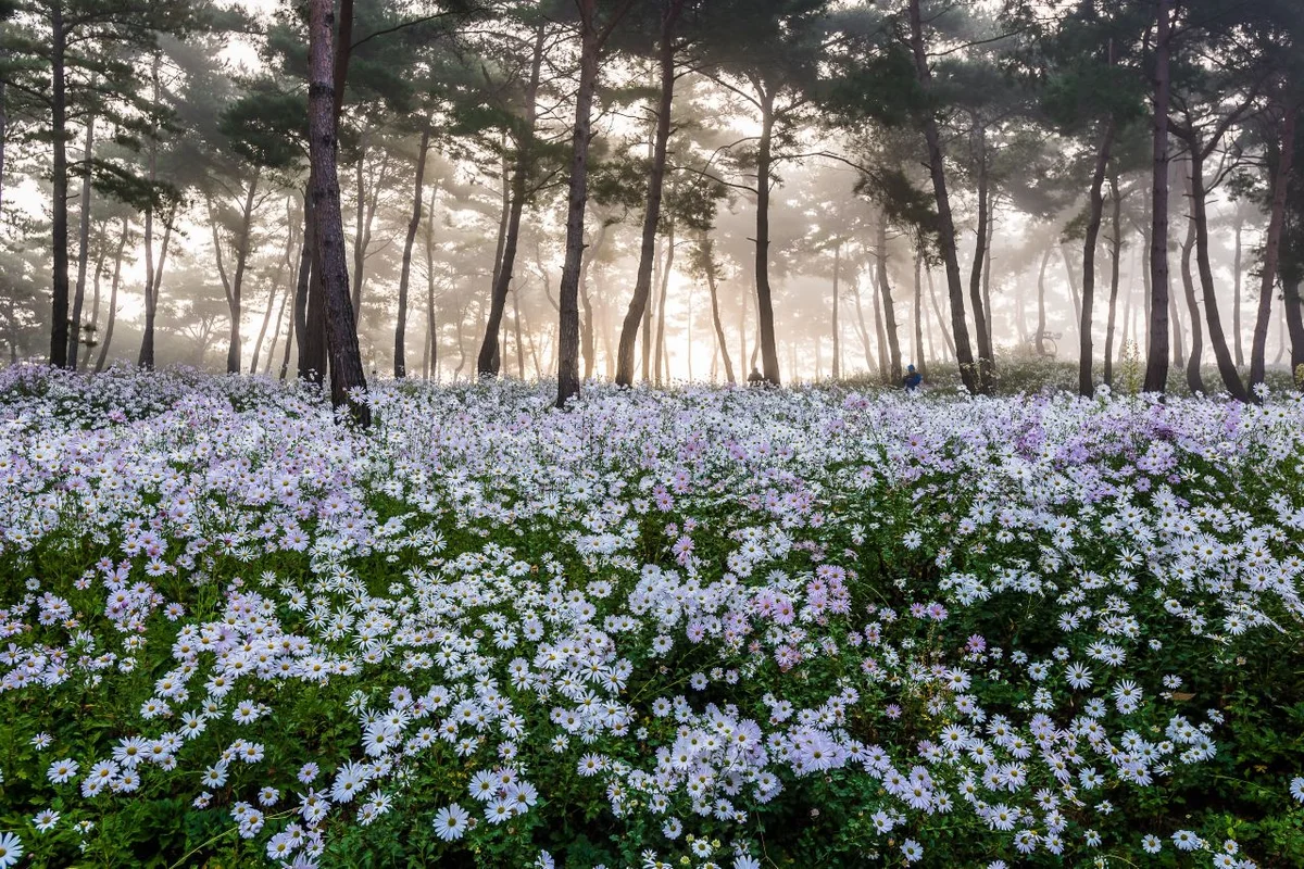 정읍구절초지방정원 - 정읍여행 여행