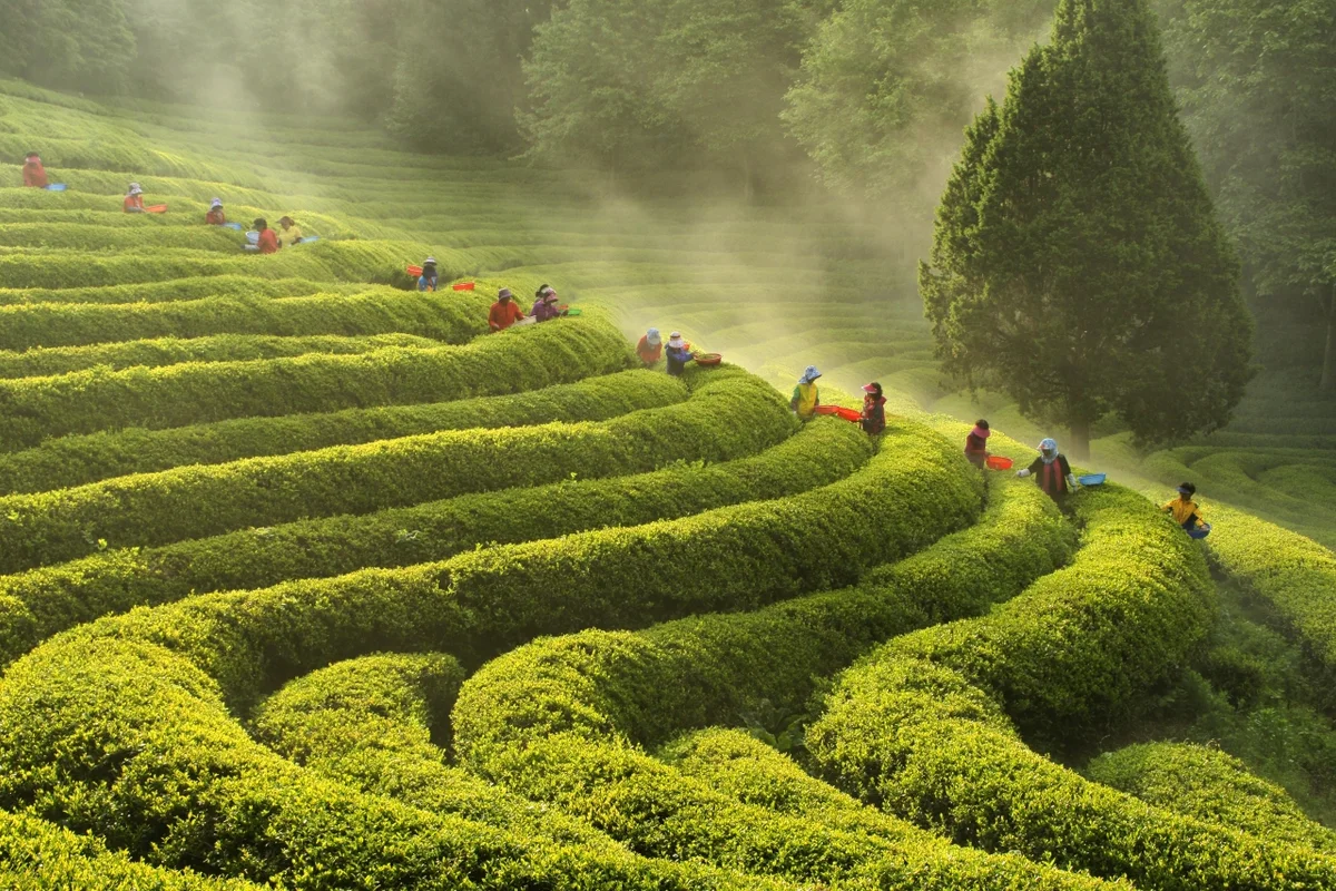 보성녹차밭 게스트하우스 (출처 : 한국관광공사)