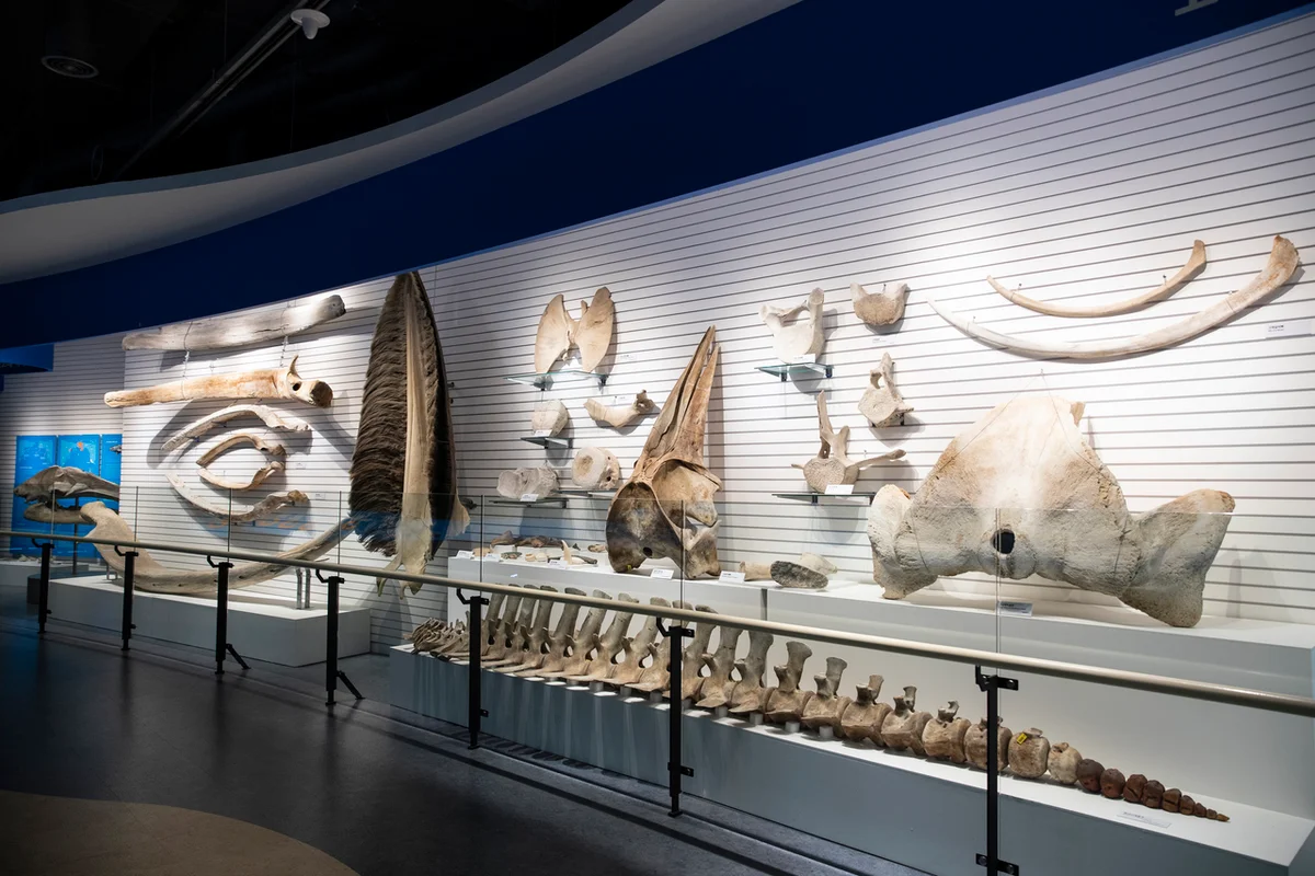 장생포 고래박물관 - 장생포 여행