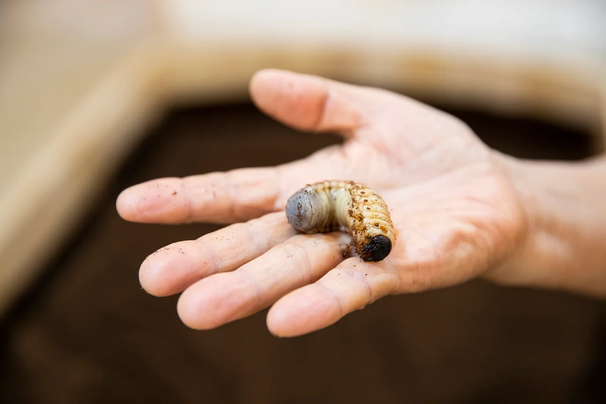 담양곤충박물관 - 담양여행 여행