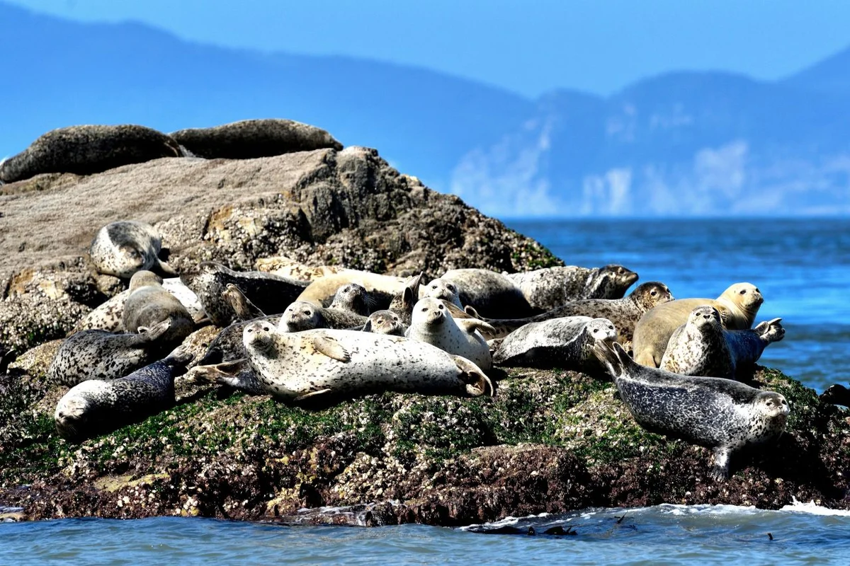 십리포해수욕장 - 옹진군 여행
