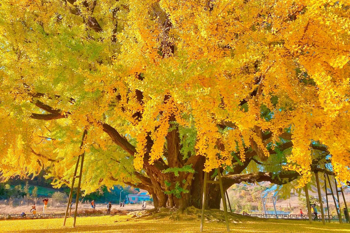 원주 반계리 은행나무 - 원주여행 여행