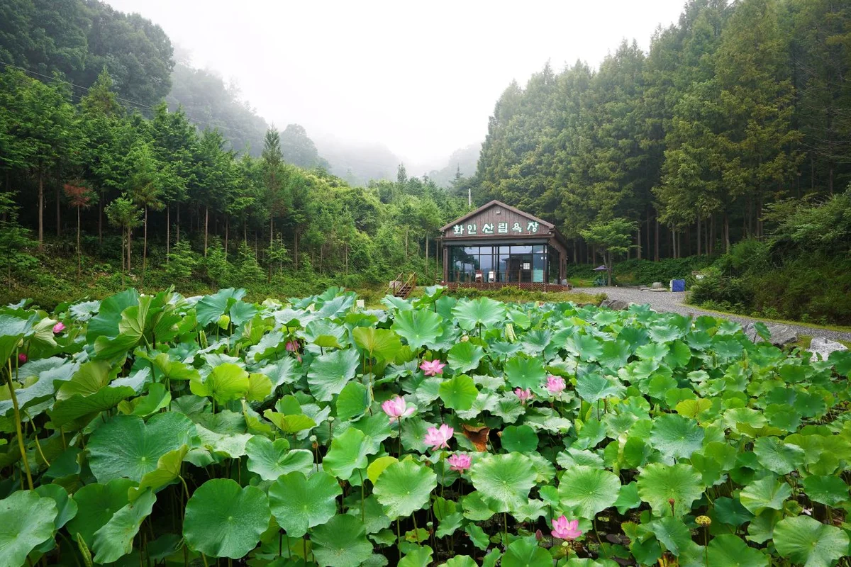 화인산림욕장 - 옥천여행 여행