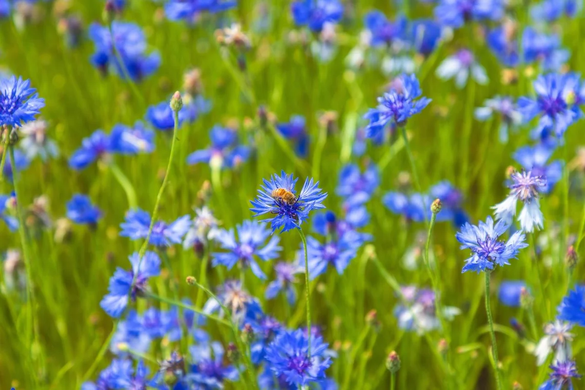 한강공원 삼패지구 - 남양주여행 여행