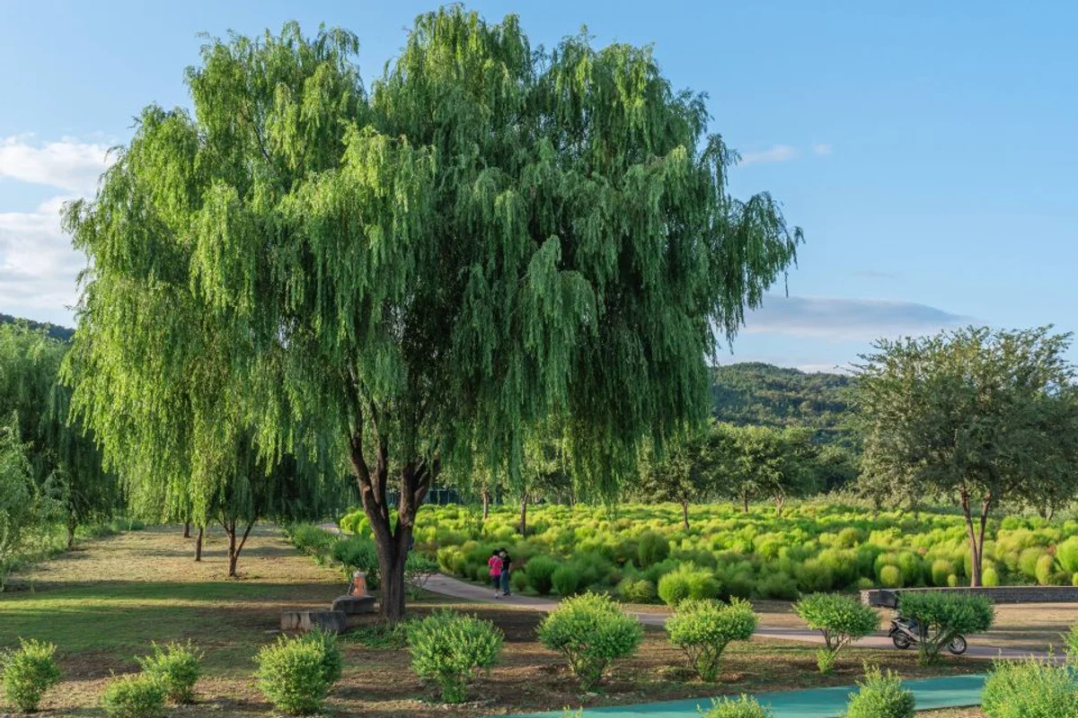 북구 호텔 추천과 함께하는 하중도유채꽃단지 - 대구북구 여행