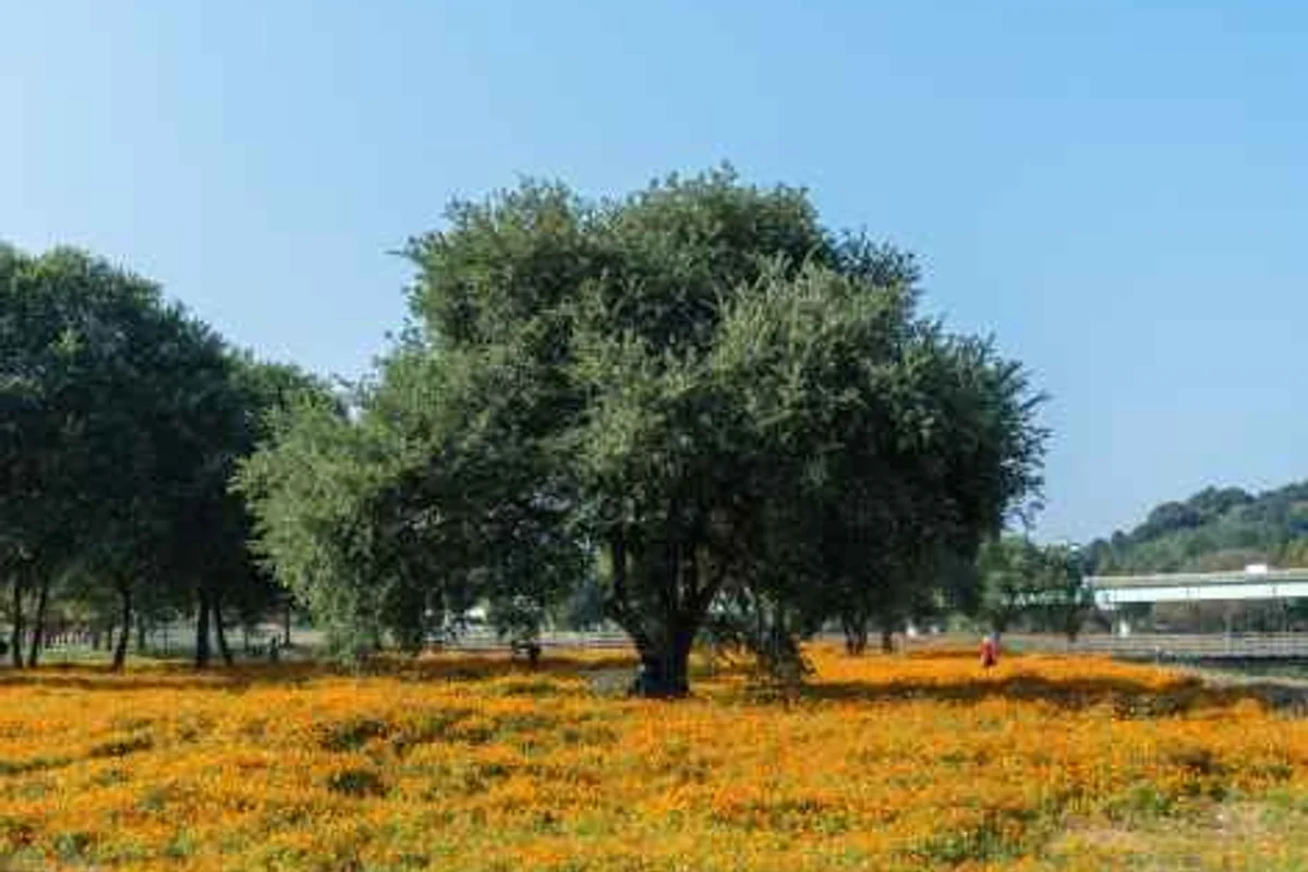합천 백리벚꽃길 - 합천여행 여행