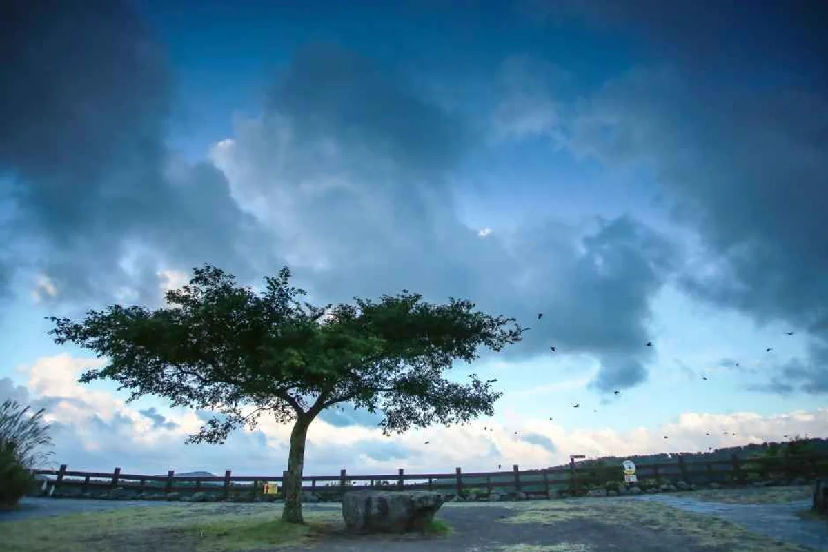 제주시 여행코스: 한라산둘레길7구간(사려니숲길) - 제주시 여행