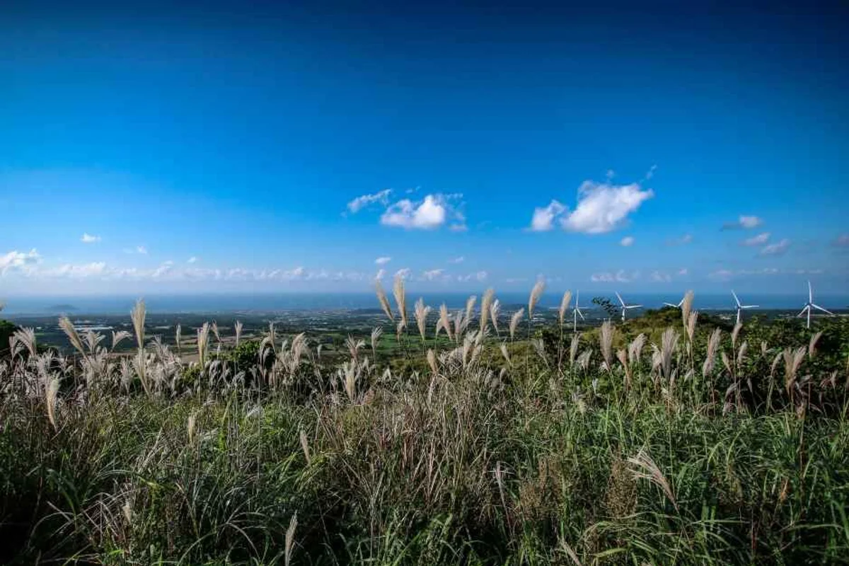 새별오름 - 제주벚꽃 여행