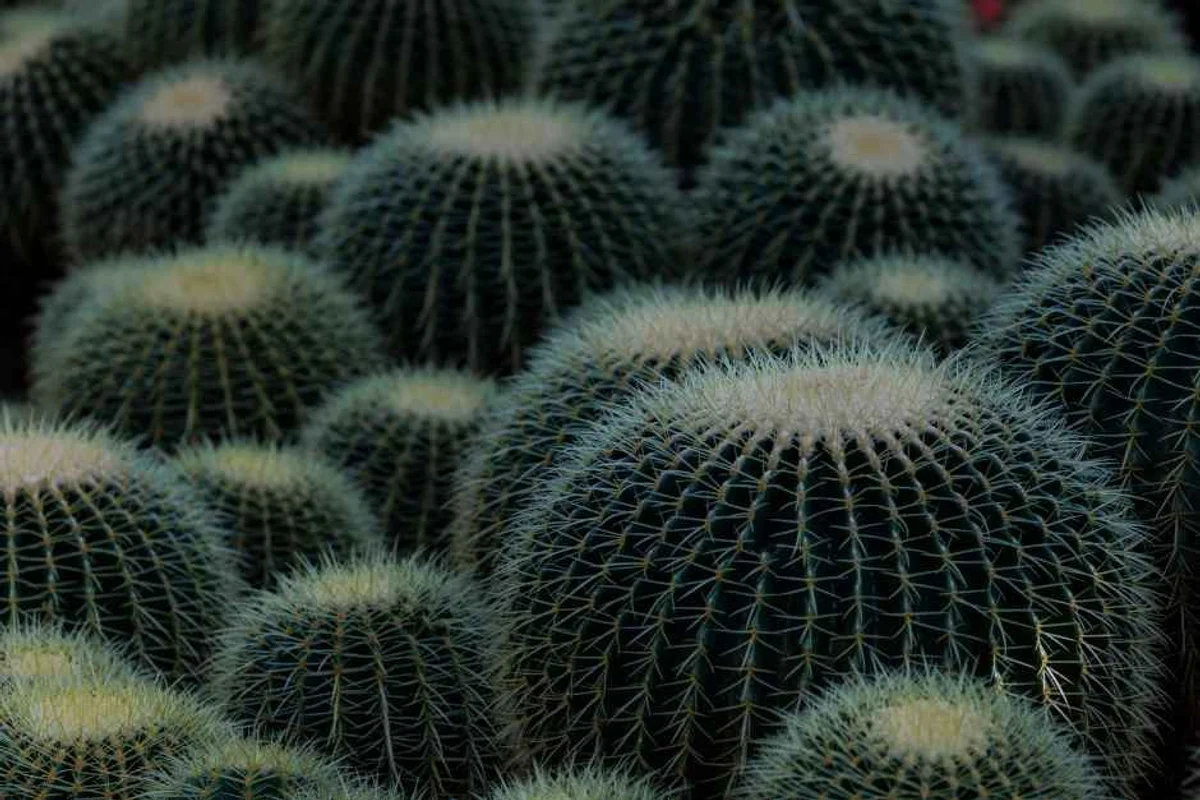 봉의산 - 춘천여행 여행