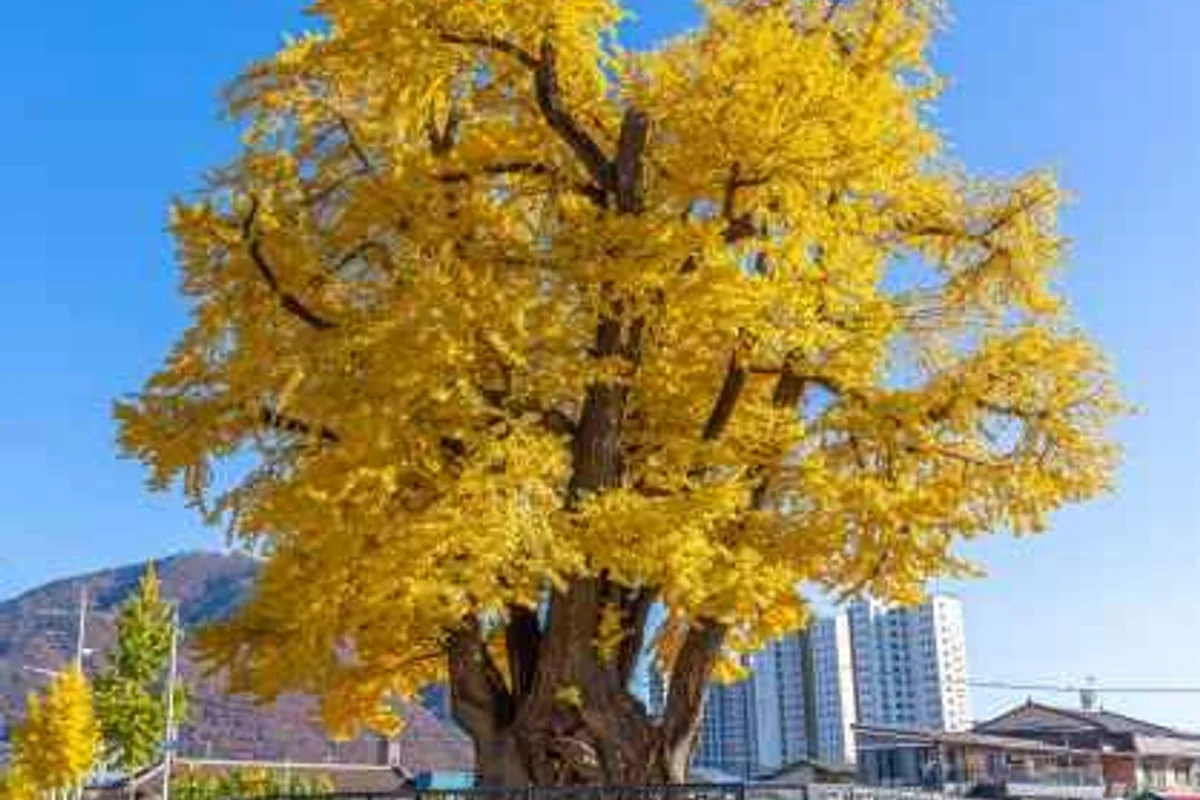 영월장릉 - 영월여행 여행