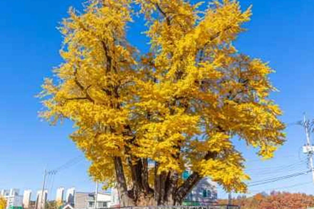 예밀와인 힐링센터 - 영월여행 여행