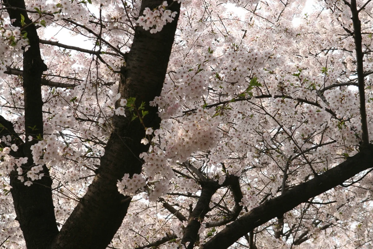 영등포 여의도 봄꽃축제 - 한강벚꽃 여행