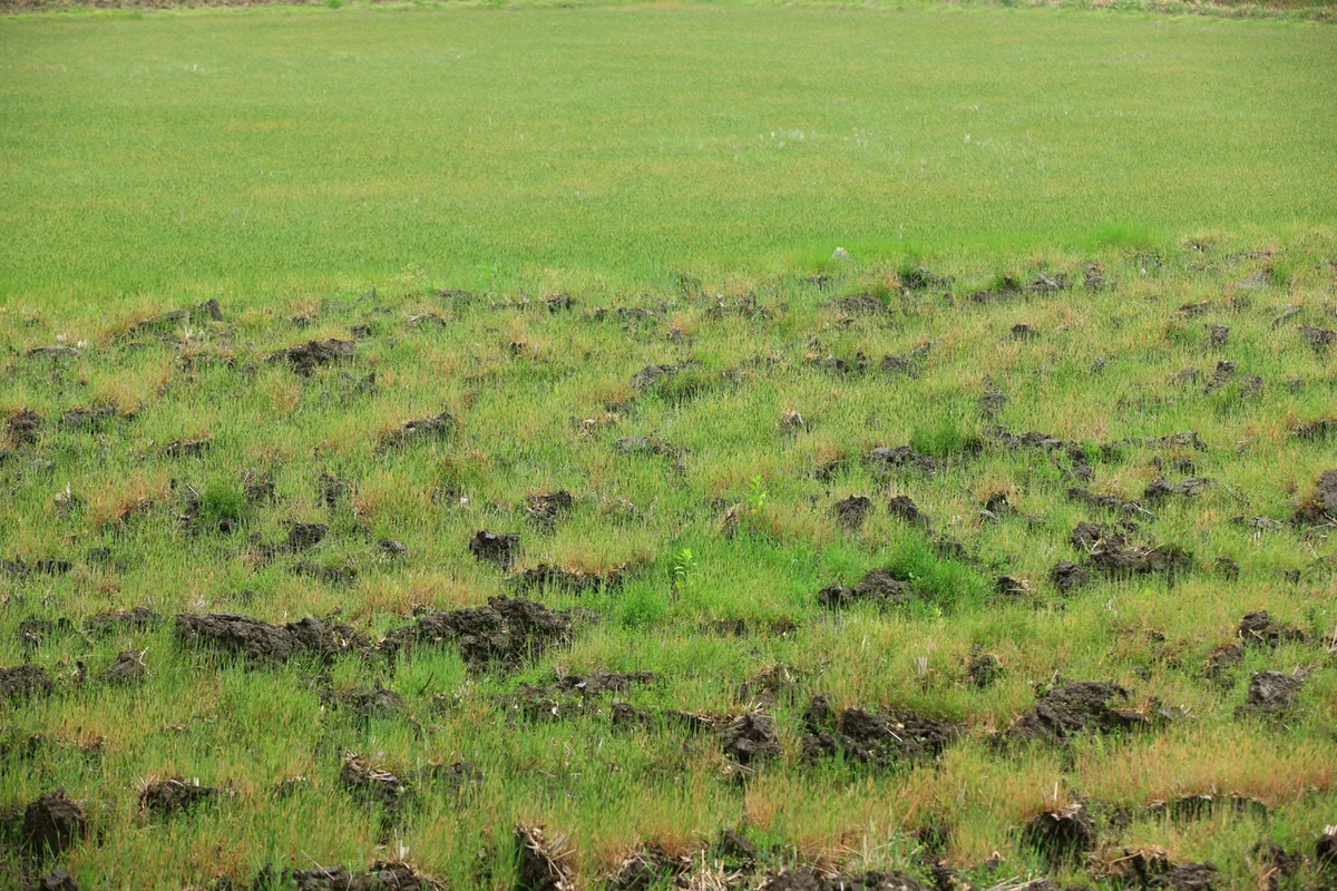 메타세쿼이아가로수길 - 담양여행 여행