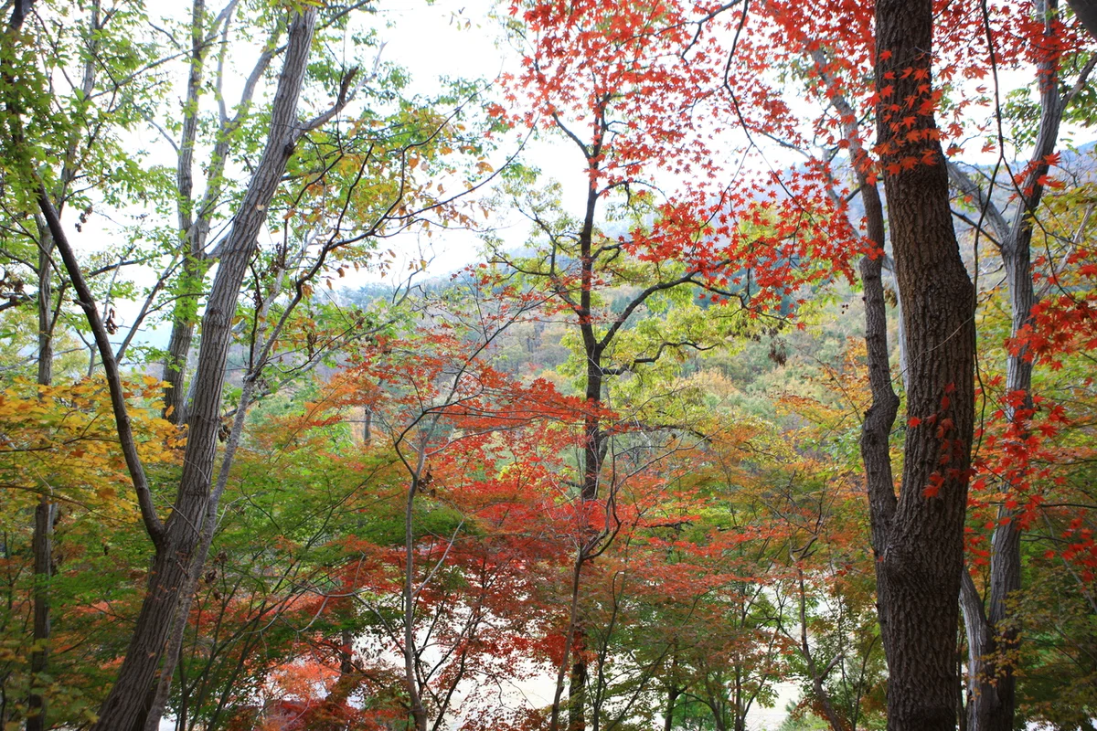 제암산자연휴양림 - 보성여행 여행