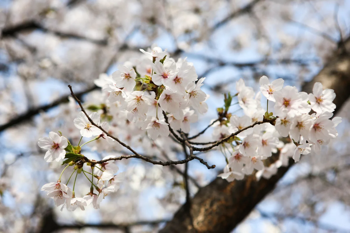 원미산 진달래축제 - 부천여행 여행
