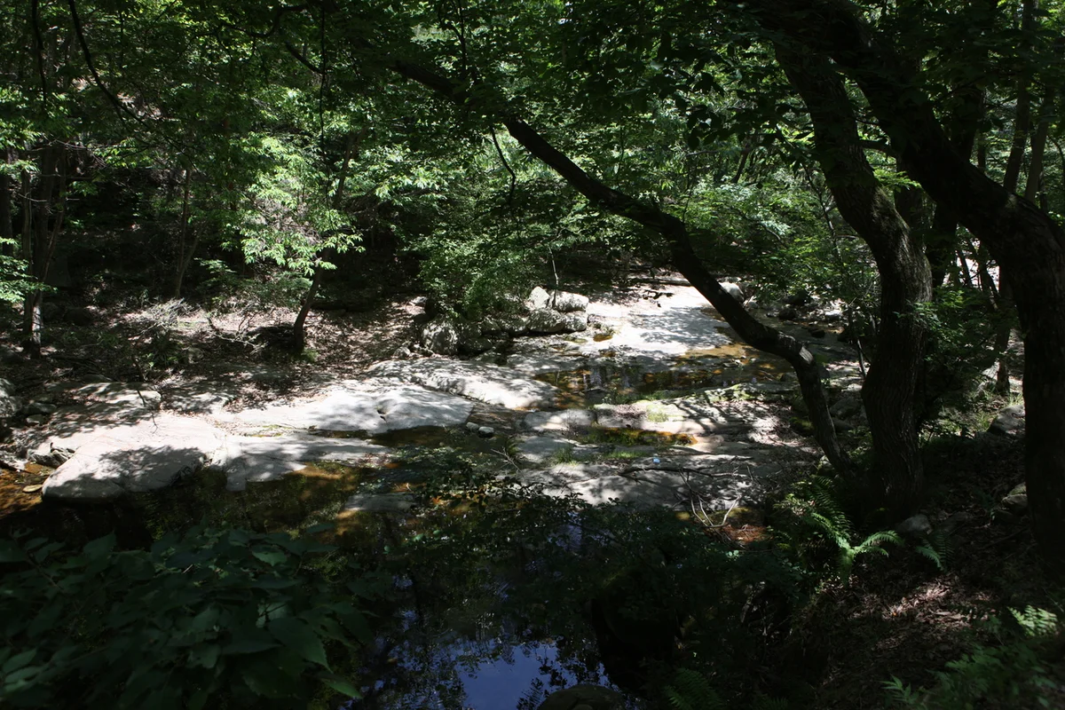 도림사 - 동구 사찰 여행