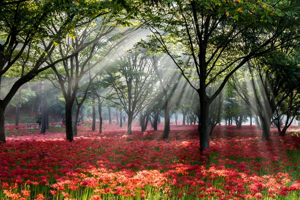 불갑사 - 영광여행 여행