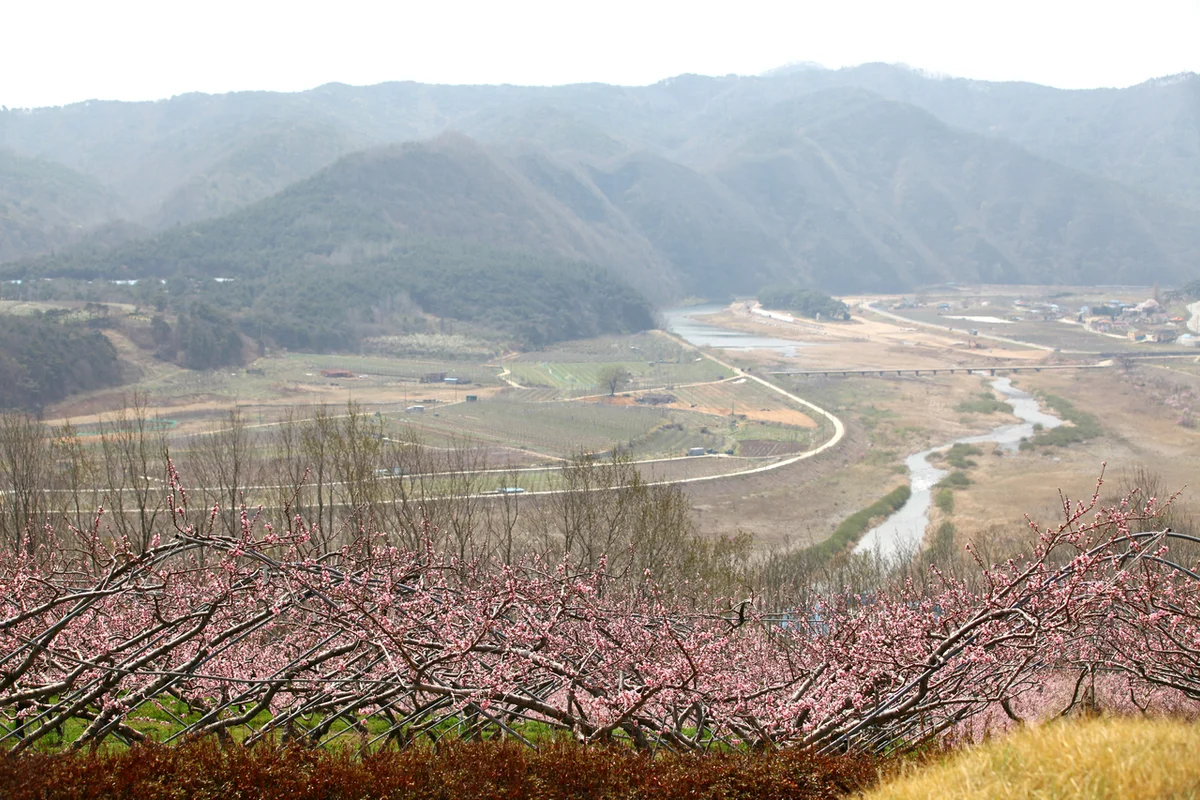 복사꽃마을 - 주문진여행 여행