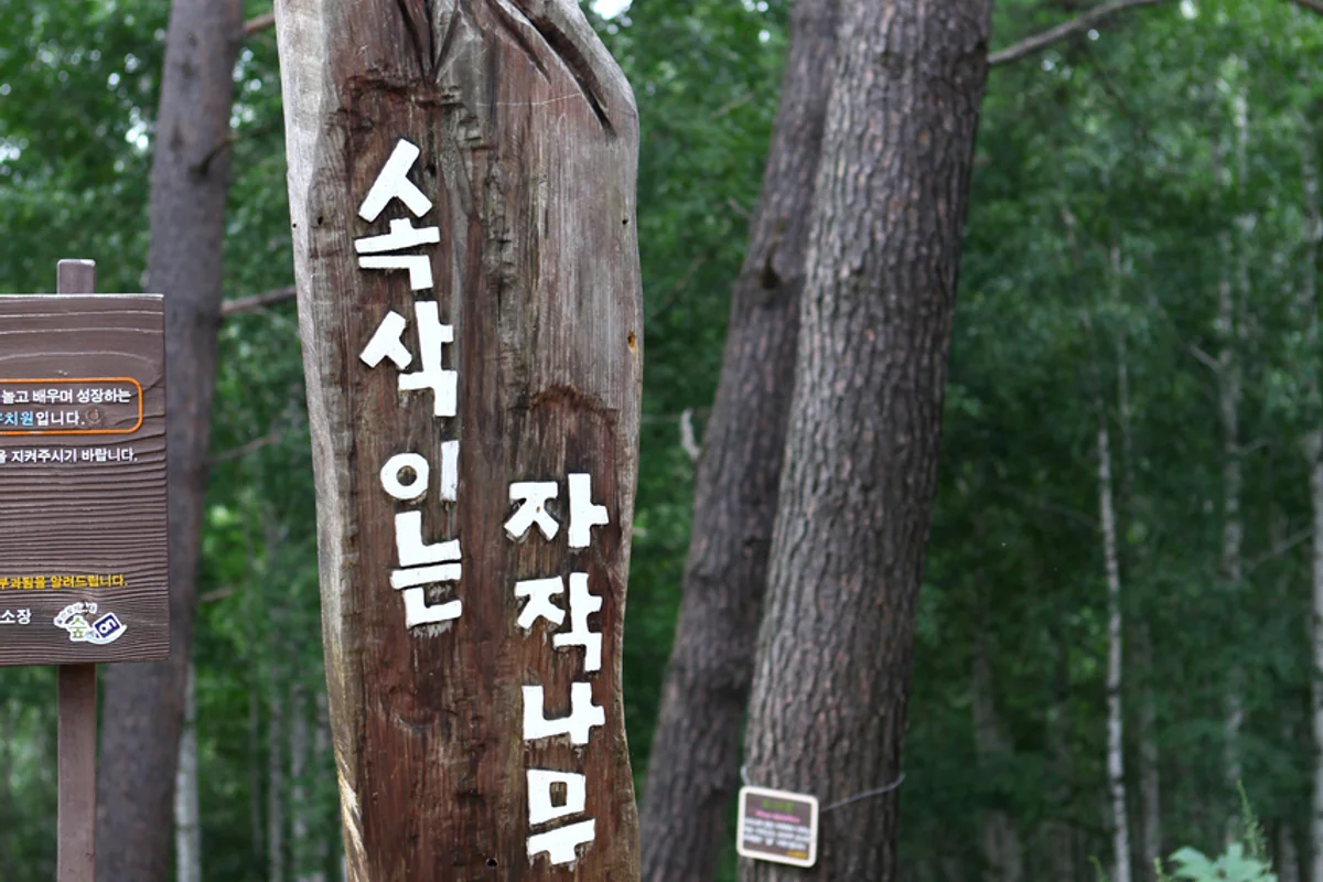 속삭이는자작나무숲 - 인제여행 여행