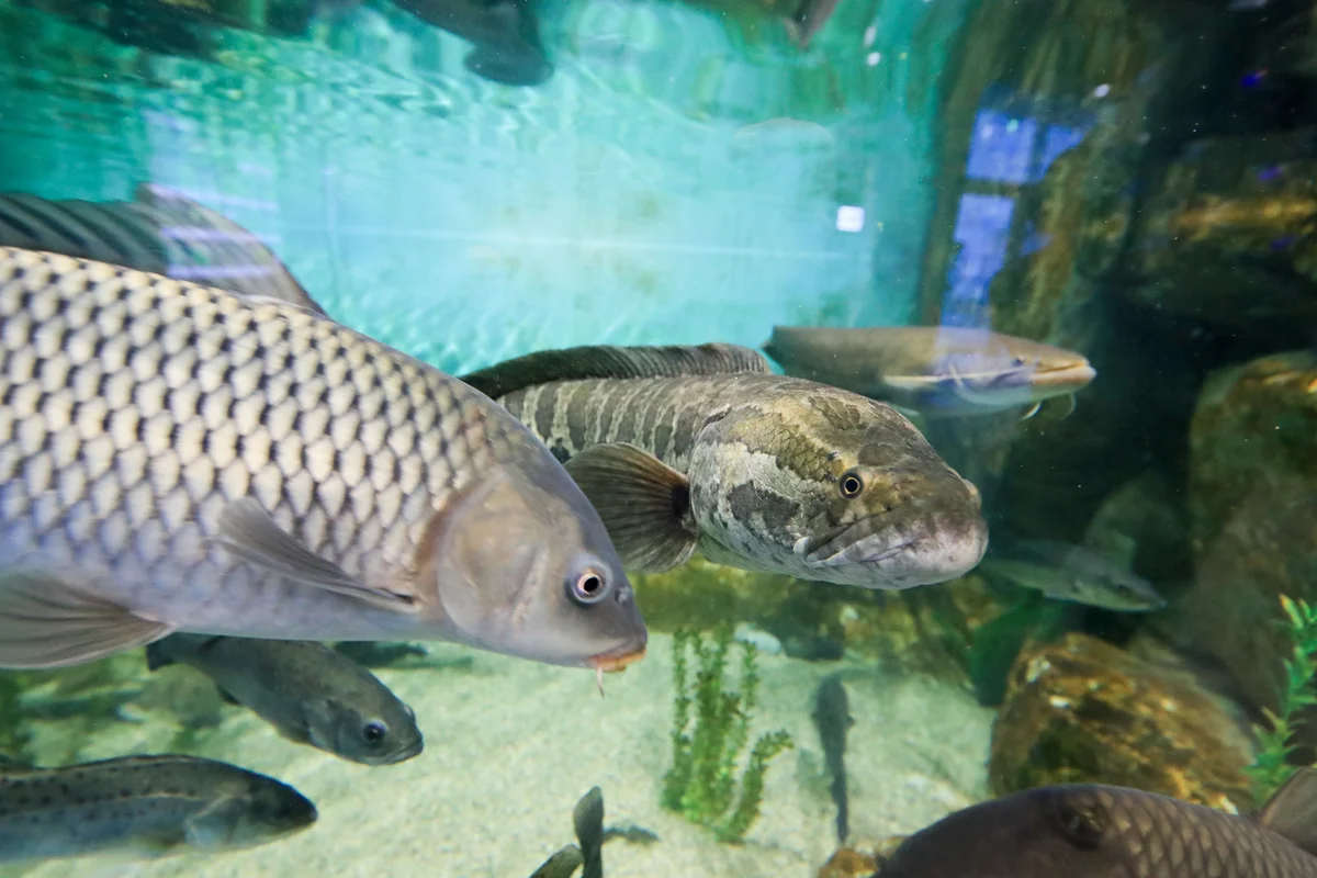 장림포구 부네치아 - 장림 여행