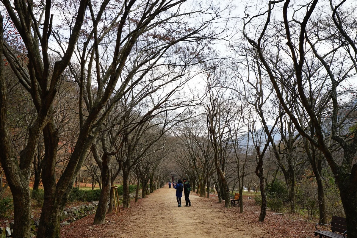 내장산단풍생태공원 - 내장산 여행