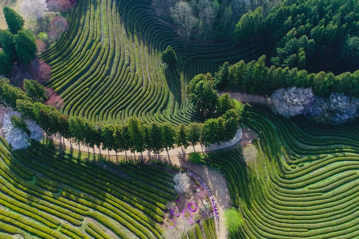 초루 - 보성여행 여행