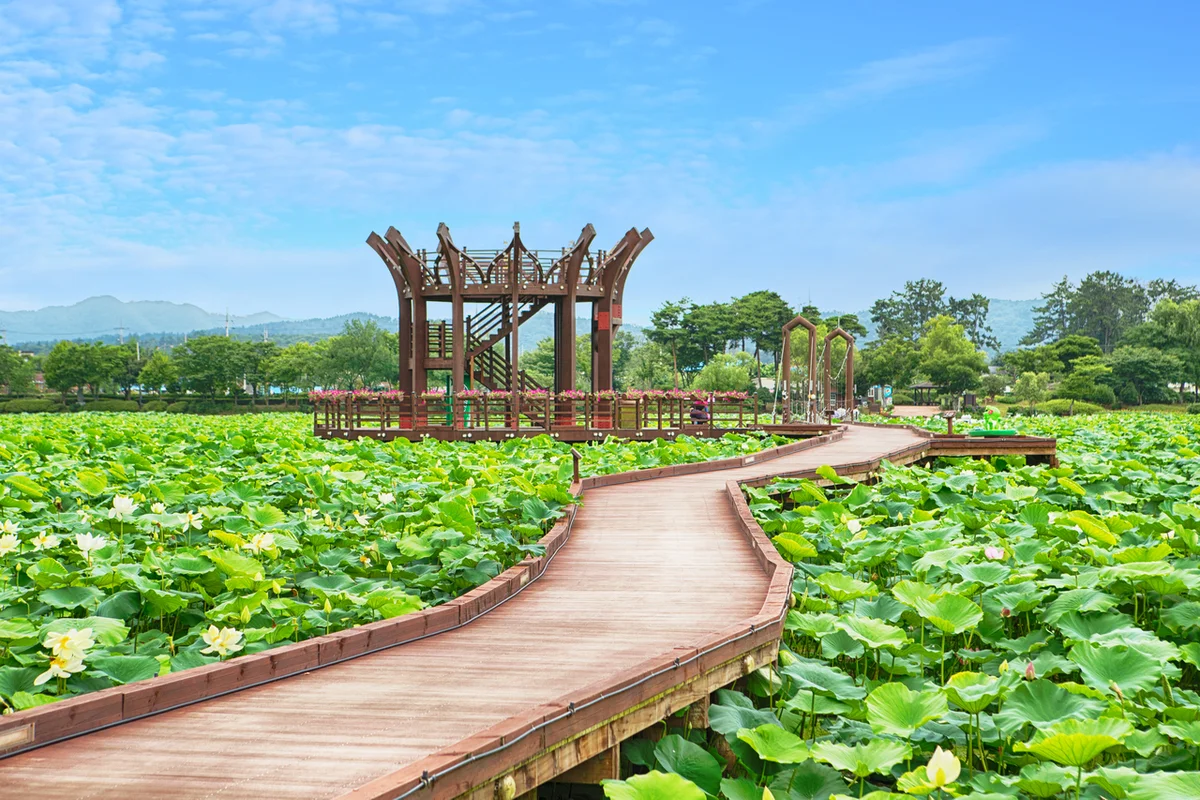회산 백련지 - 무안군 여행