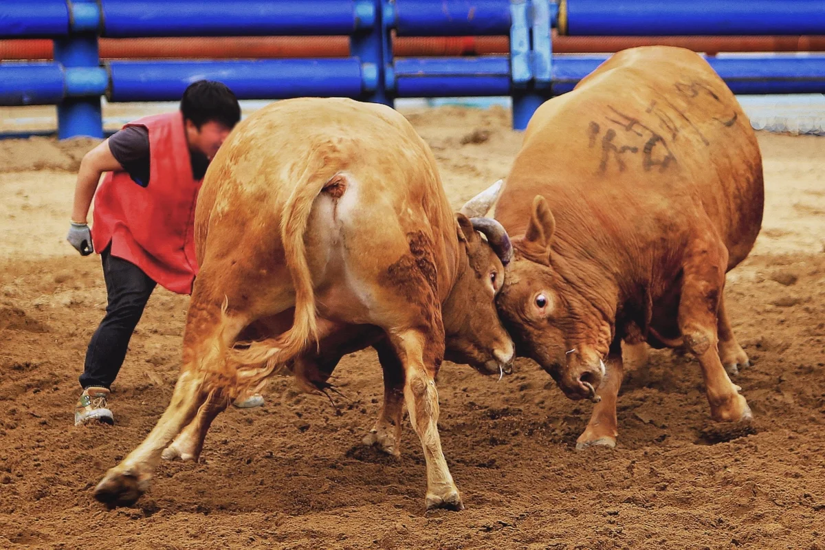 뱃들공원 - 보은여행 여행