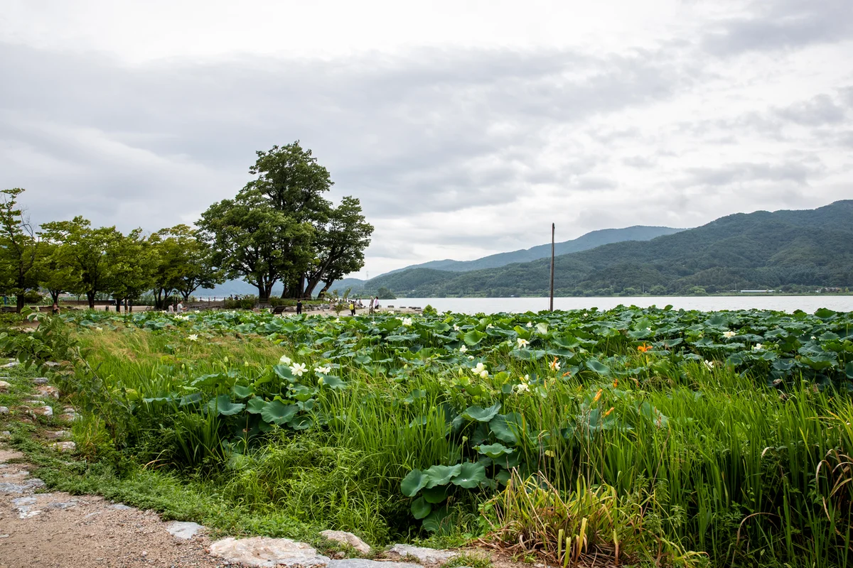 두물머리 - 양평여행 여행