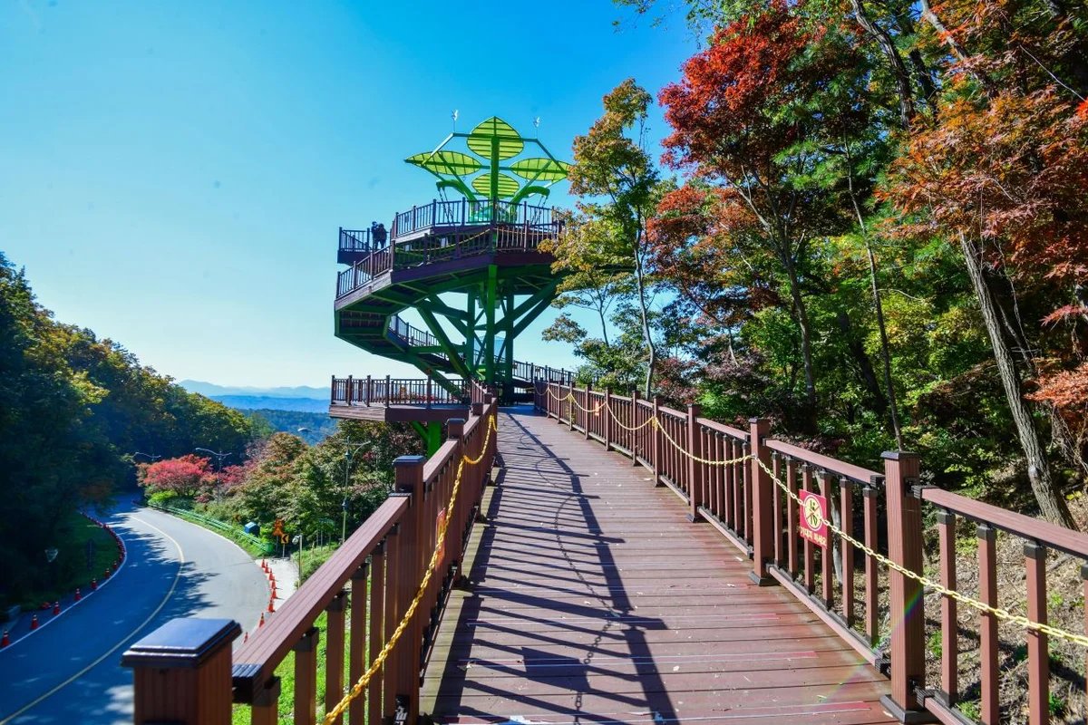 속리산자생식물원 - 보은속리산진달래 여행