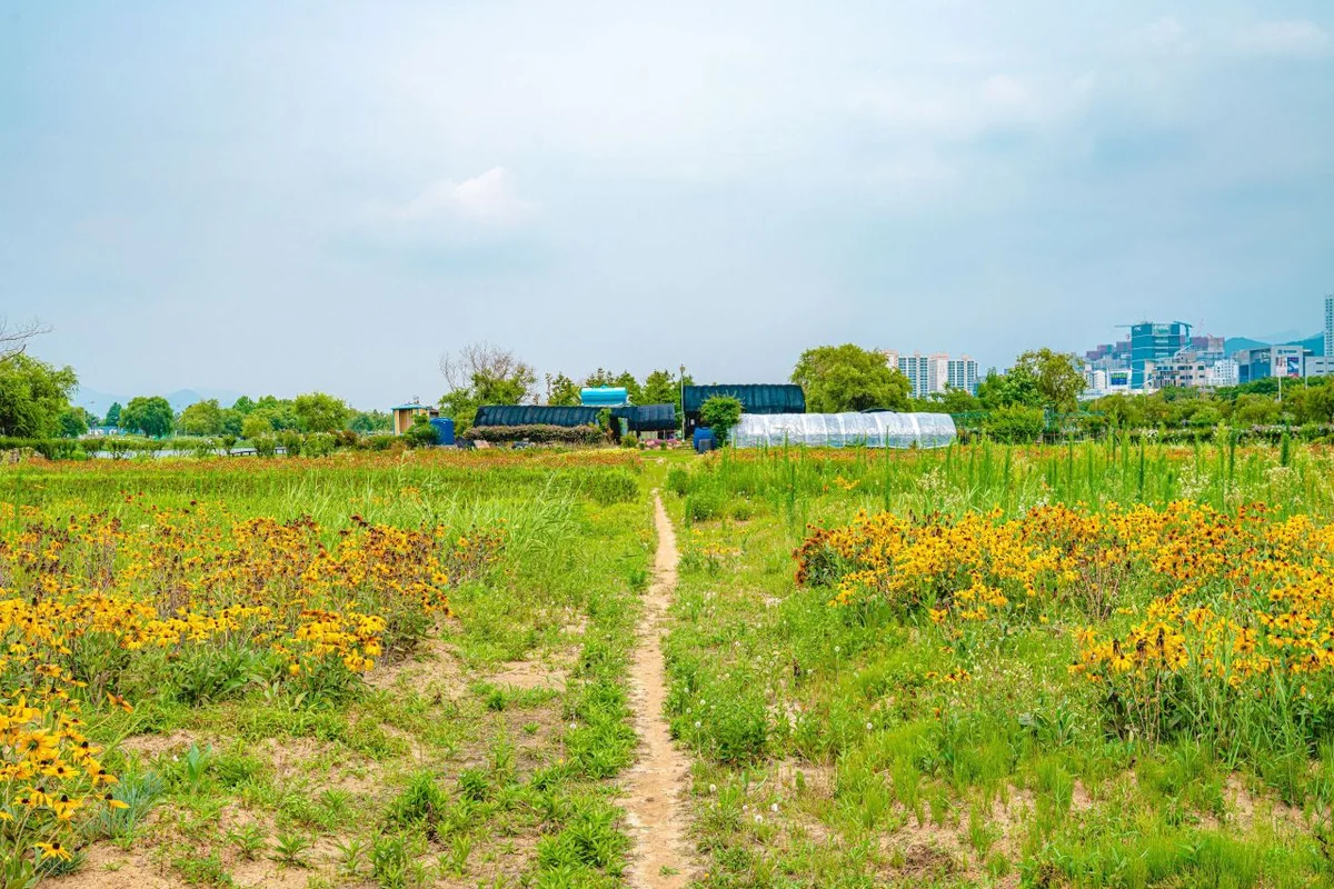 감전야생화단지 - 사상구미술관 여행