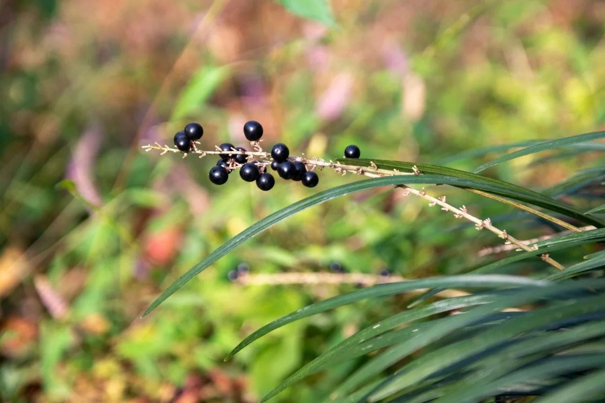 온천천시민공원 - 연제구 여행 여행