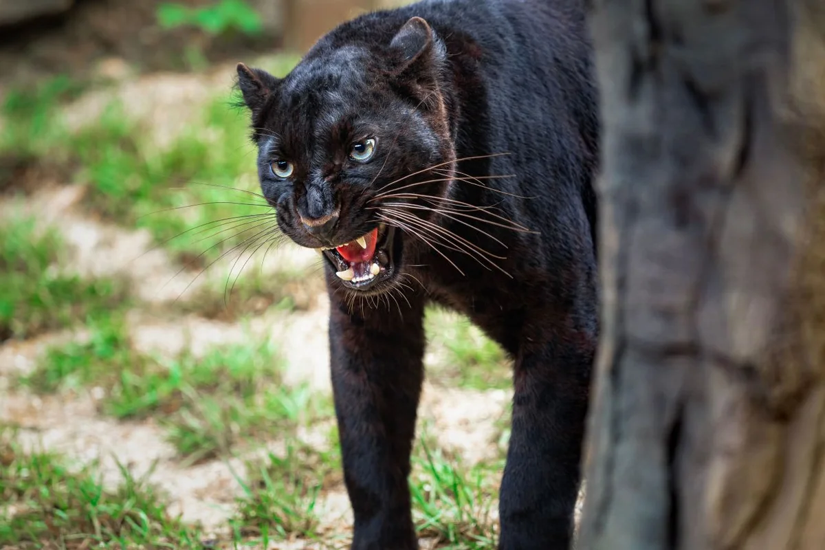 네이처파크 - 달성군 여행