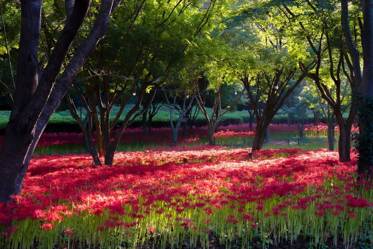 불갑산 - 영광군 여행