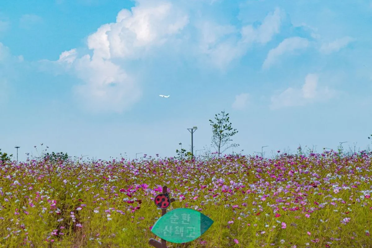 월미도 유채꽃 명소 (출처 : 한국관광공사)