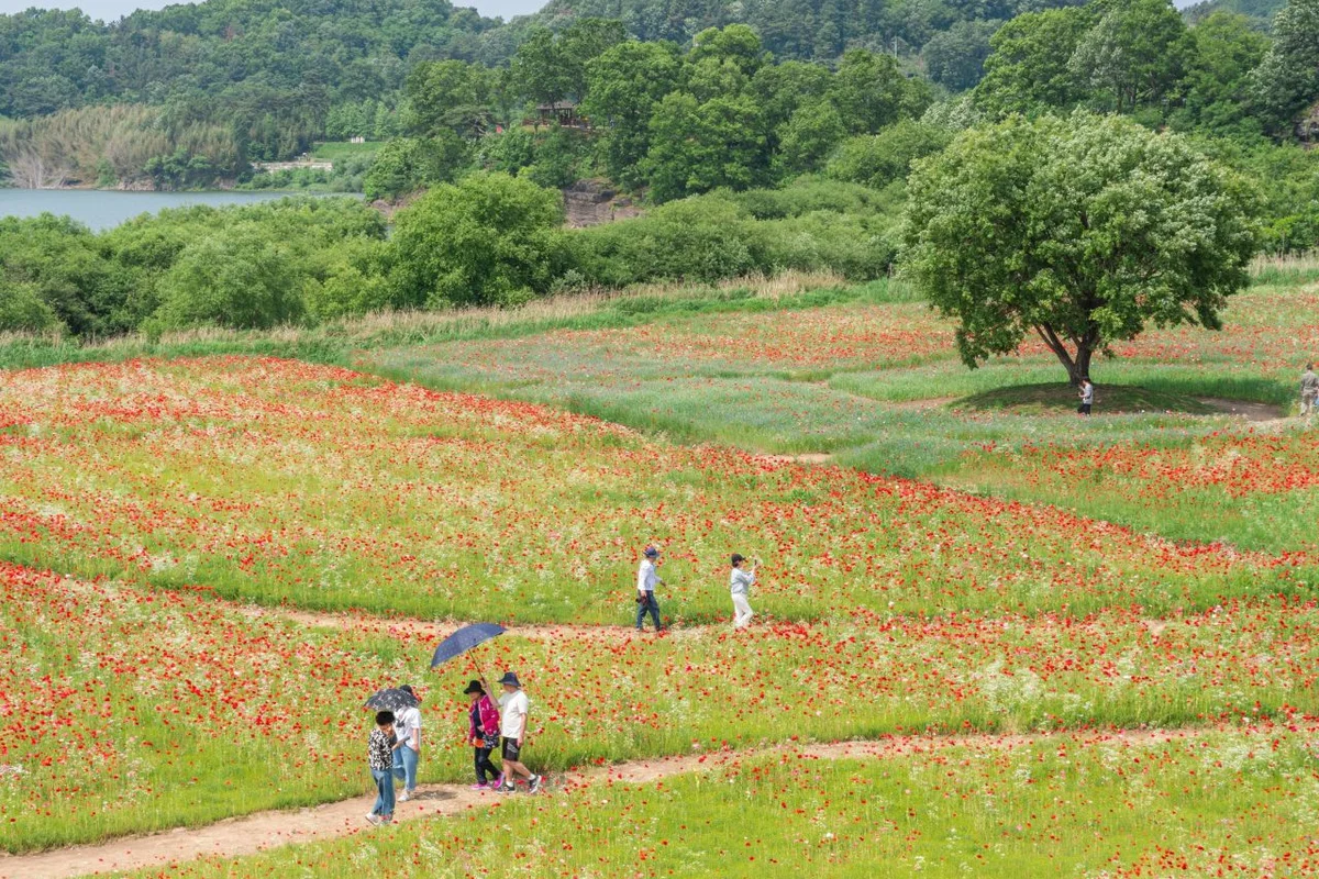 악양둑방 - 함안여행 여행