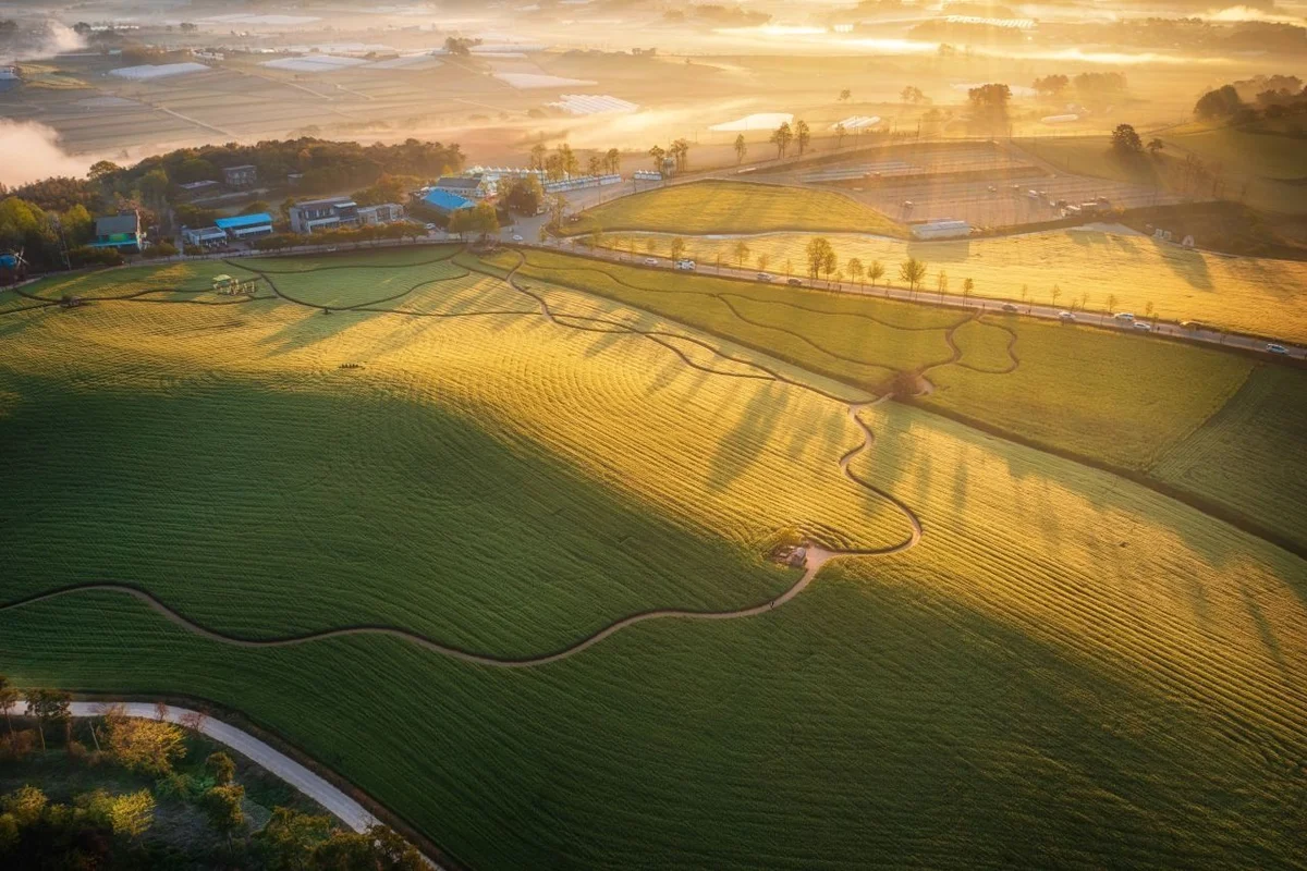 고창 학원농장 (청보리밭) - 5월전북여행지 여행