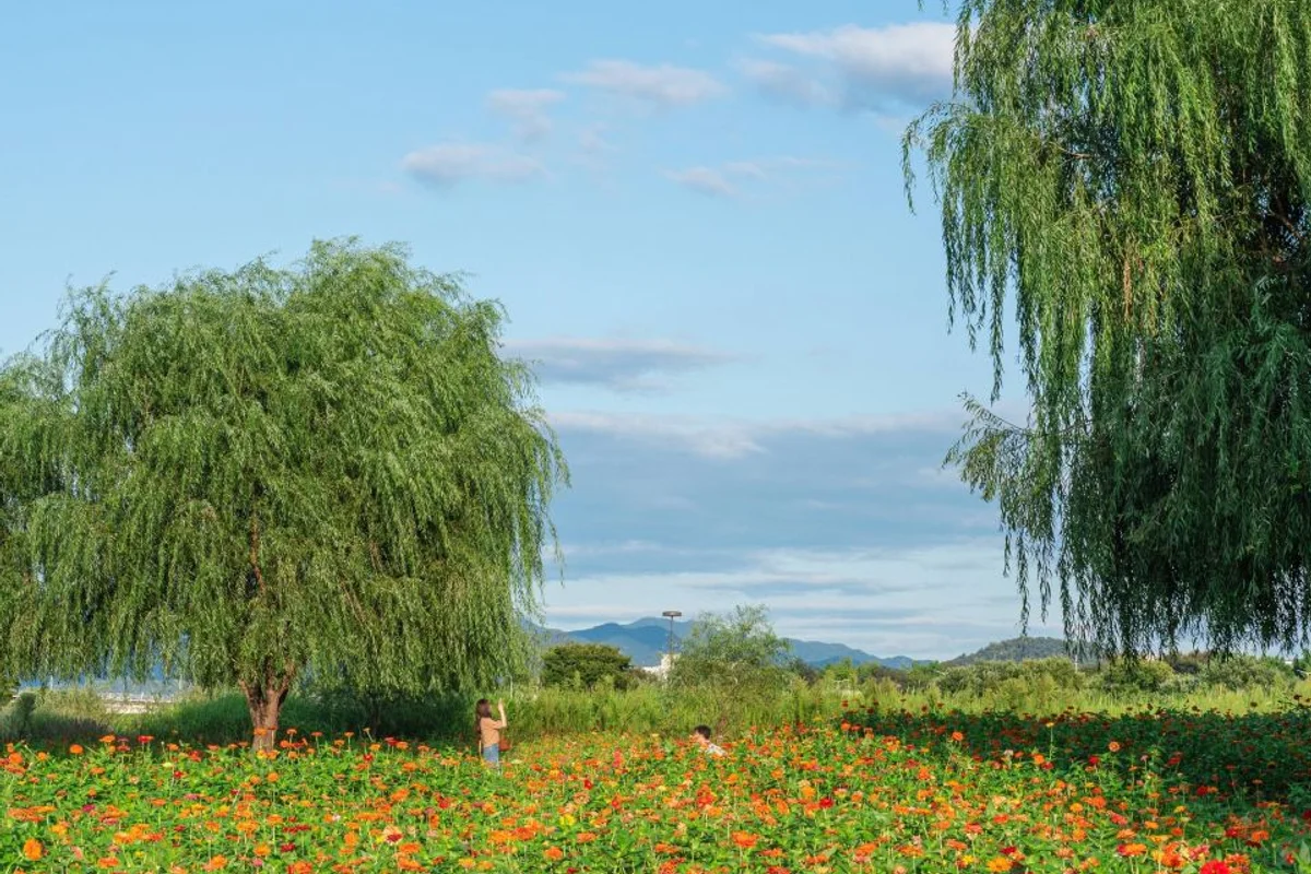 꽃보라동산 - 대구여행 여행